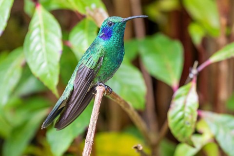 Mexican violetear