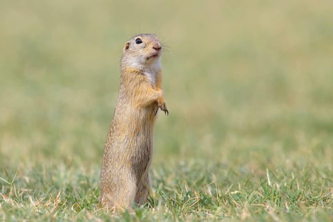 European ground squirrel