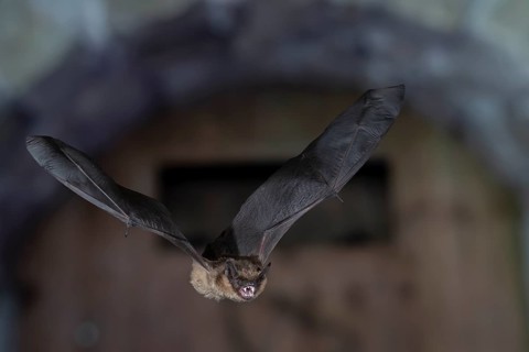 Serotine bat