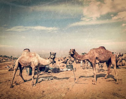 Vintage retro hipster style travel image of camels at Pushkar Mela