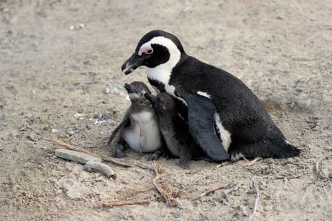 African penguin