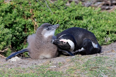 African penguin
