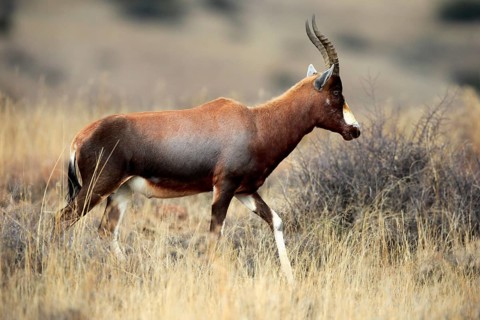 Bontebok