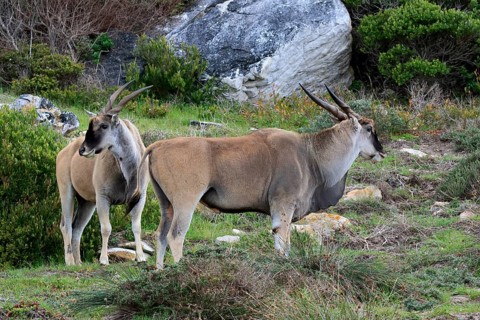 Common eland