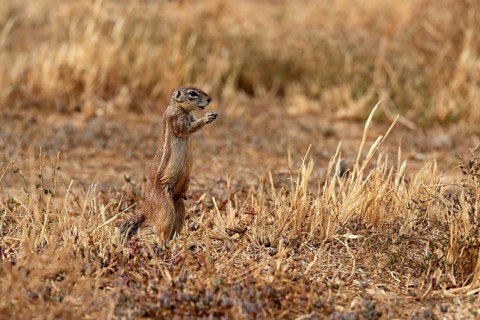 Cape ground squirrel