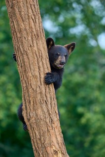 Black bear