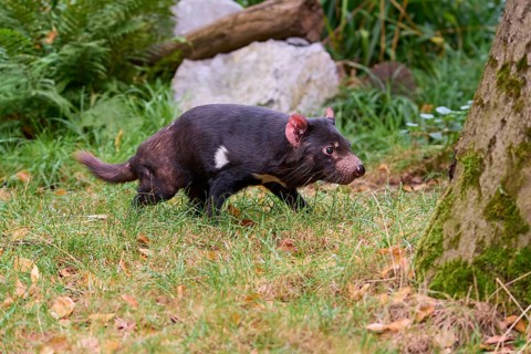 Tasmanian devil