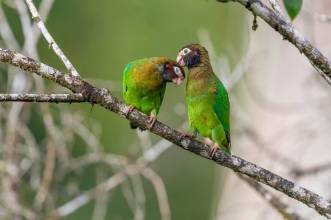 Brown-hooded parrot
