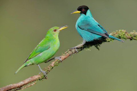 Green honeycreeper