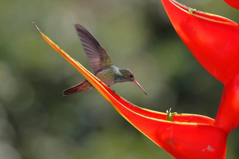 Rufous-tailed hummingbird