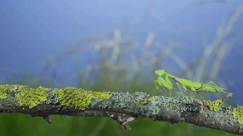 Green praying mantis sits on tree branch and looking at on camera lens on green grass and blue sky background. Transcaucasian tree mantis