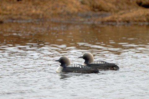 Pacific pacific loon