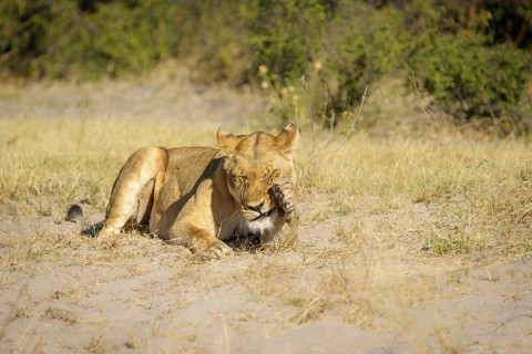Lioness