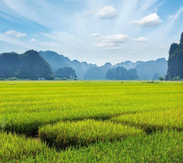 Rice field. Tam Coc