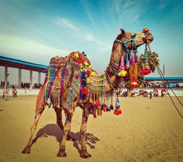 Vintage retro hipster style travel image of decorated camel at Pushkar Mela