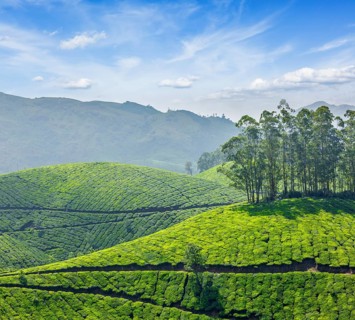 Tea plantations. Munnar