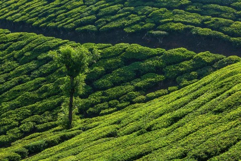 Kerala India travel background