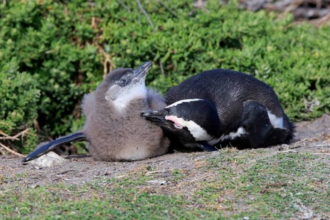 African penguin