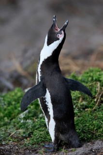 African penguin