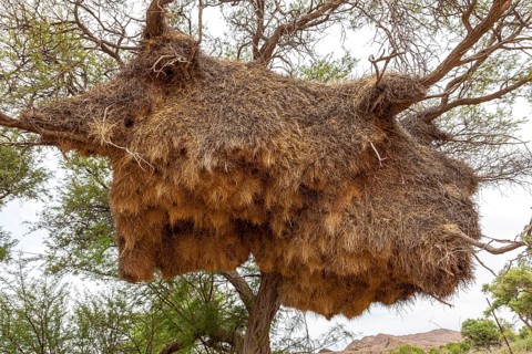 Community nest of settler weavers