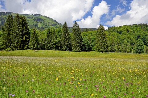 Mountain meadow with wildflowers