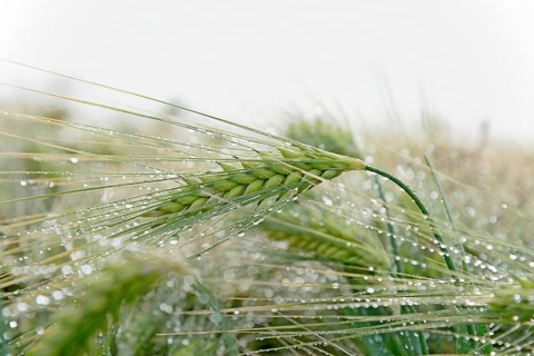 Barley