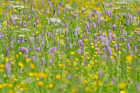Mountain meadow with wildflowers