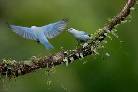 Blue