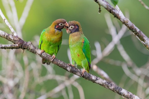 Brown-hooded parrot