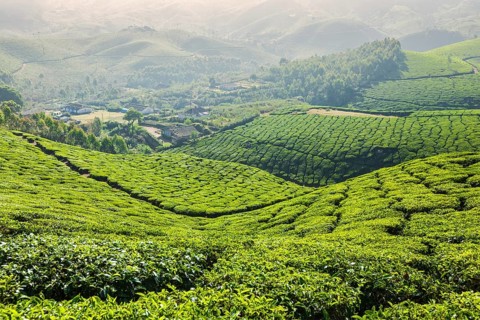 Kerala India travel background