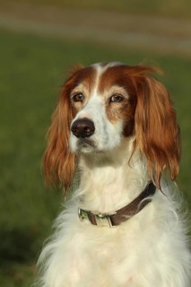 Hunting dog Irish Setter