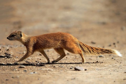 Yellow mongoose