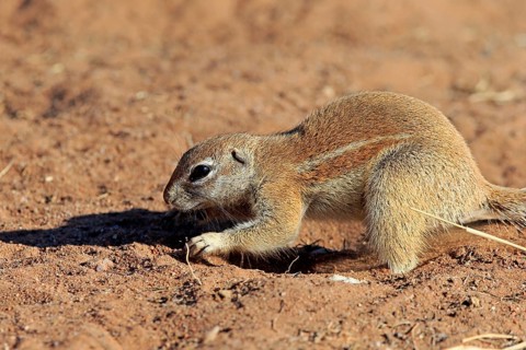 Cape ground squirrel