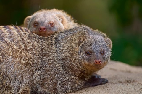Dwarf Mongooses