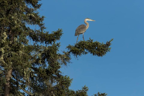 Great blue heron