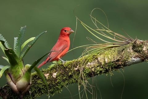 Summer tanager