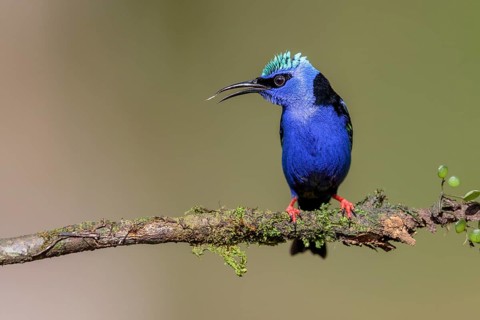 Turquoise Honeycreeper or Red-footed Honeycreeper