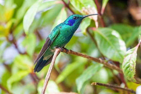 Mexican violetear