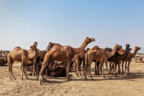 Camels at Pushkar Mela