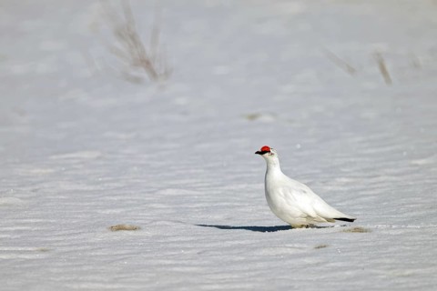 Rock Ptarmigan