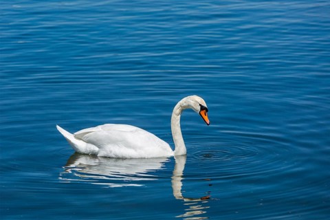 Mute Swan