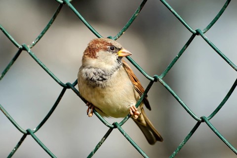 House sparrow