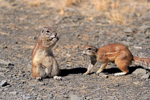 Cape ground squirrel