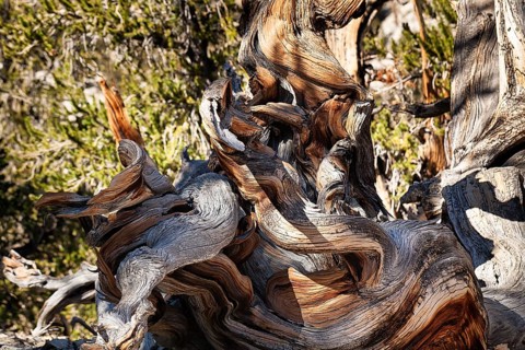 Knotty great basin bristlecone pine