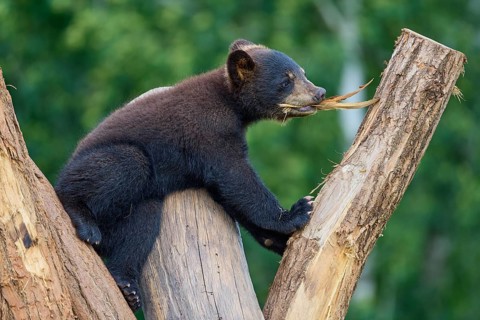 Black bear