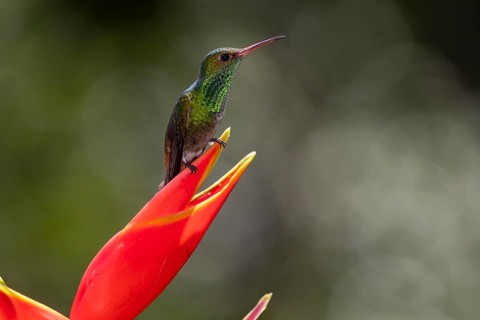 Rufous-tailed hummingbird