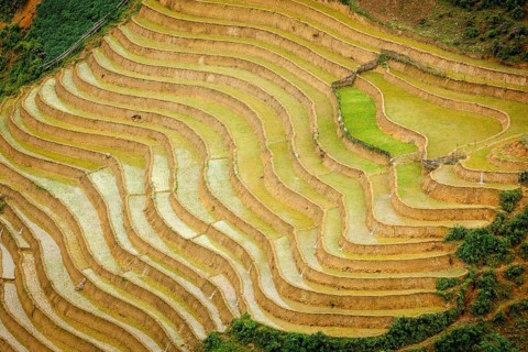 Rice field terraces