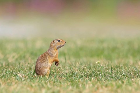 European ground squirrel