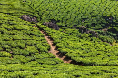 Kerala India travel background