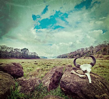 Vintage retro hipster style travel image of gaur